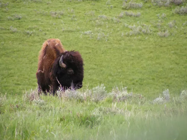 Photographer, Wildlife Watcher Ask Court To Block Buffalo Culling in Yellowstone