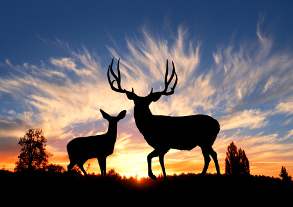 Forging The Future Of Wyoming’s Wildlife: Casper Public Meeting