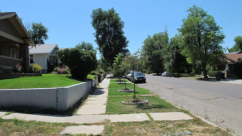 Casper City Council Supports Fed Grant to Bolster Urban Forest