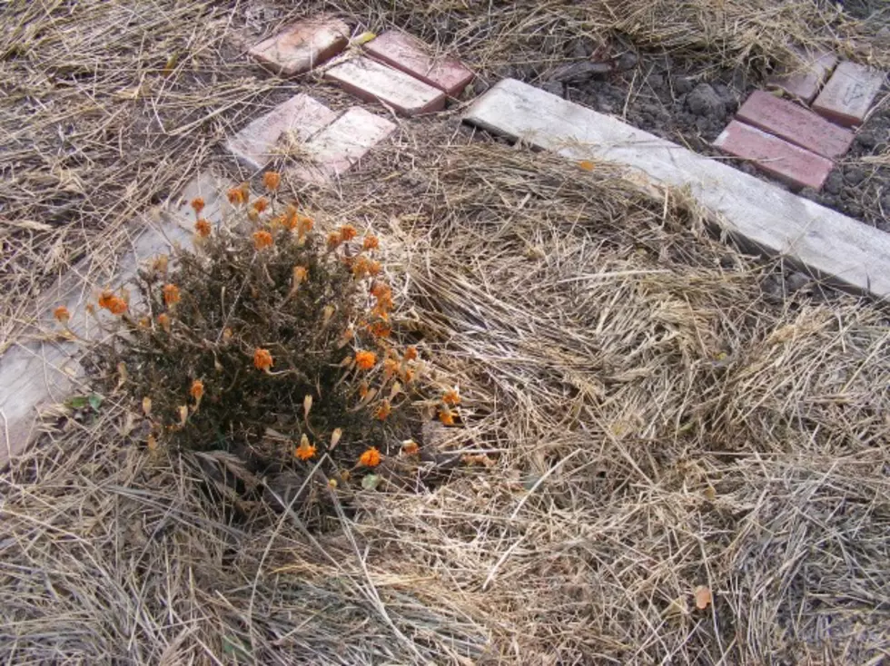 Mulch Now For A Healthy Garden Next Spring