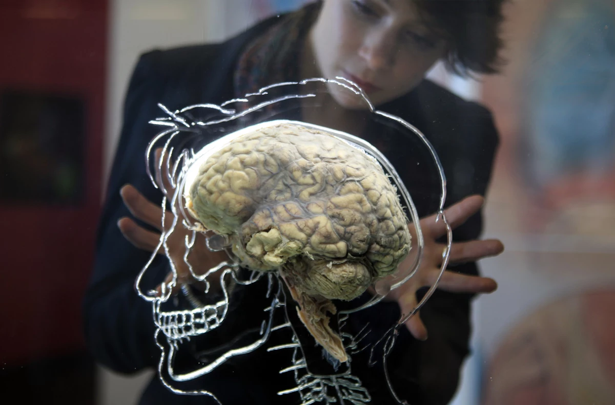 Едят ли мозг человека. Настоящий человеческий мозг. Человеческий мозг живой.
