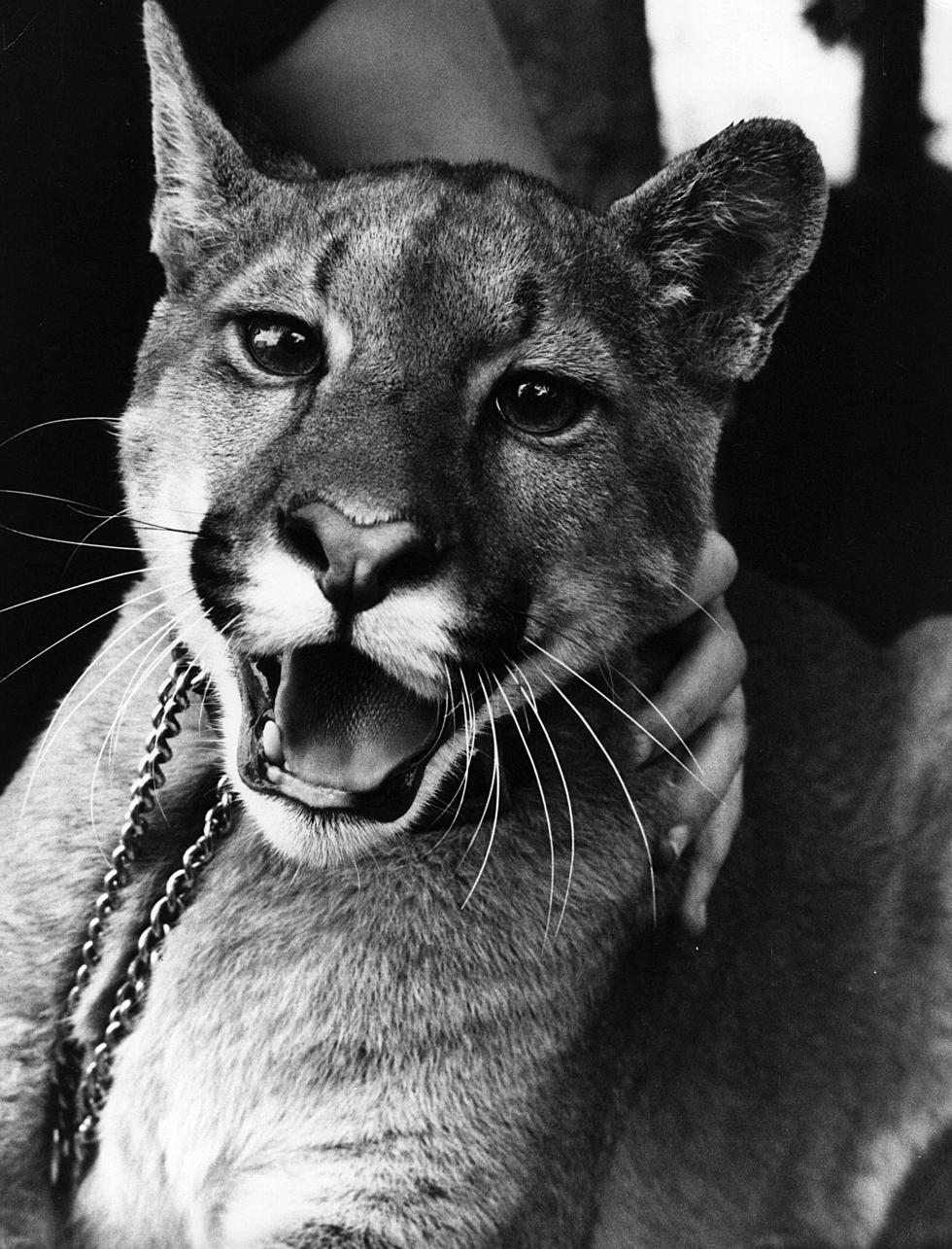 Mountain Lion Killed In Gillette