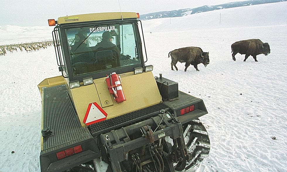 Winter Feeding Starting At National Elk Refuge