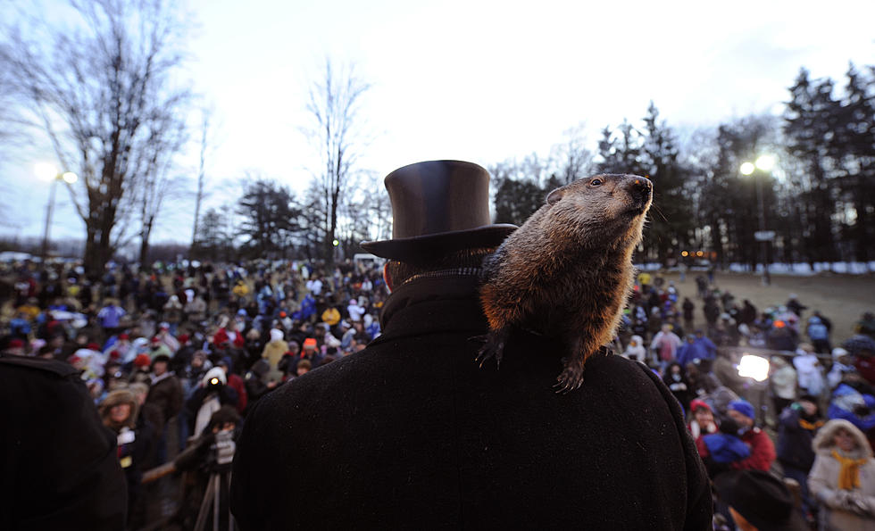 Pa. Groundhog ‘Predicts’ 6 More Weeks Of Winter