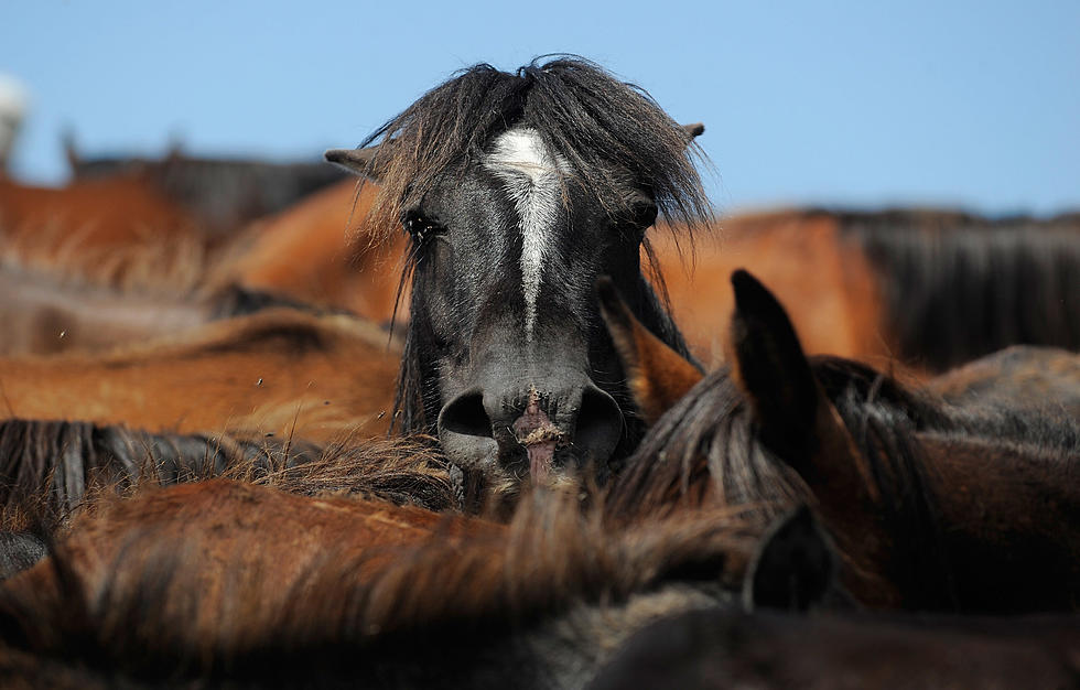 BLM Seeks Bids To Pasture Wild Horses