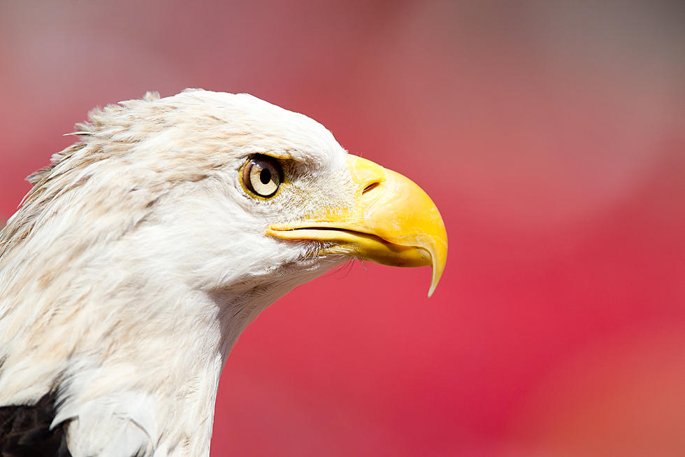 Wyoming Tribe Gets Okay To Kill Bald Eagles