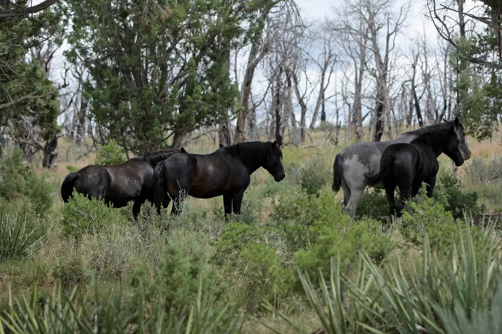 Roundup of Hundreds of Wild Horses Planned in Wyoming