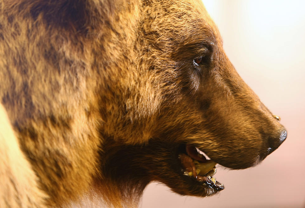 Grizzly Bear Euthanized In SE Idaho
