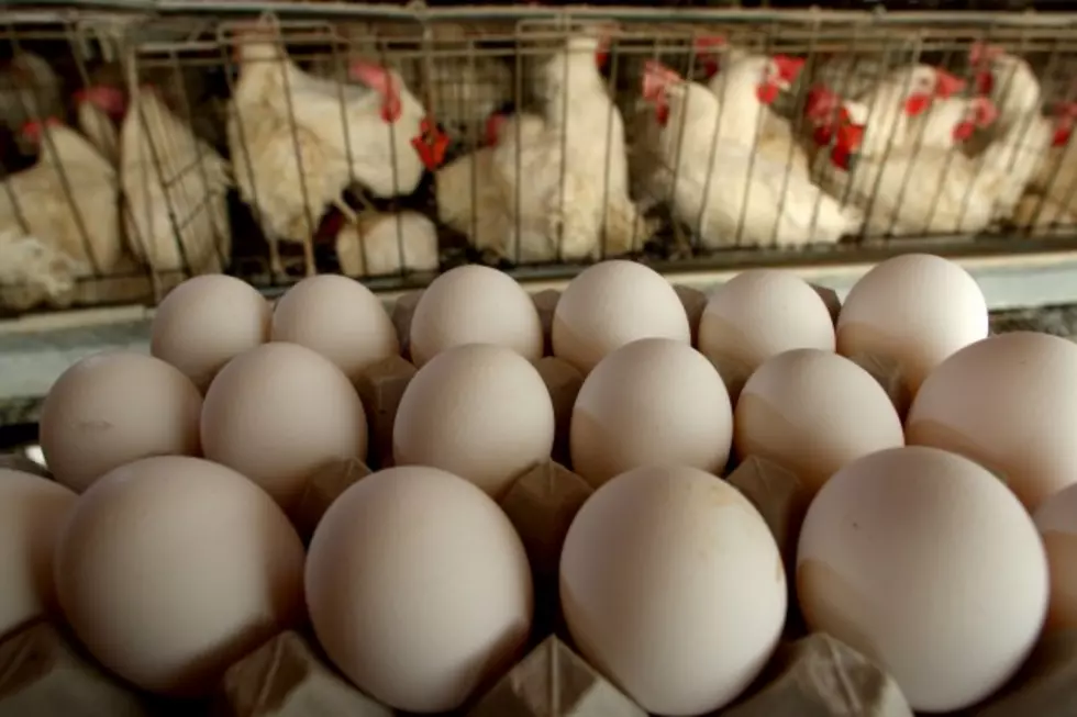 Proposed Food Regulations To Include Milk, Eggs And Greens [AUDIO]