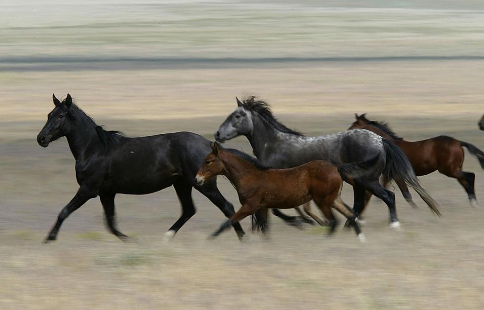 'Horse Hair Bandit' Strikes Again