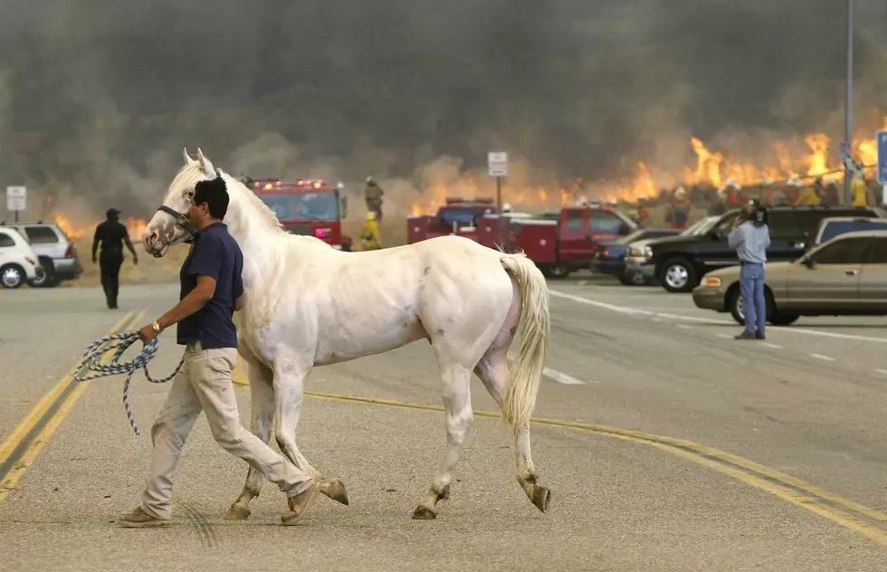 Wyoming Residents Offer To Shelter Horses