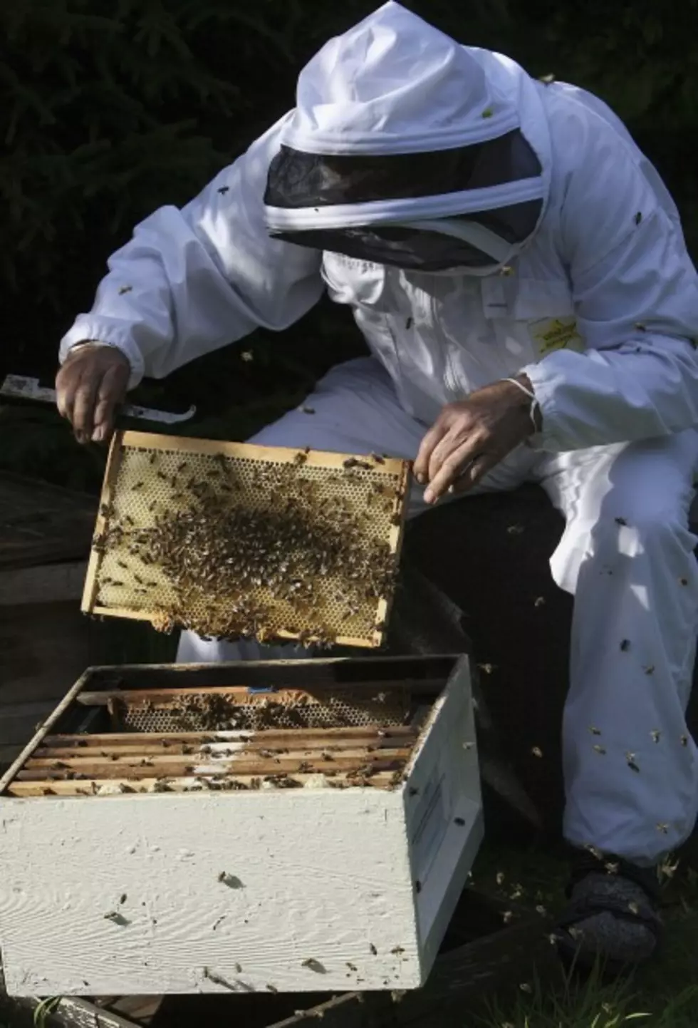 Beekeeper Survey Shows Drop In Colony Loss Last Winter