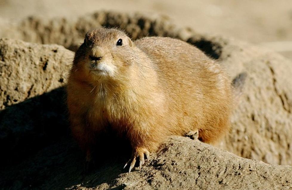 Plague Found In Wyoming Prairie Dog