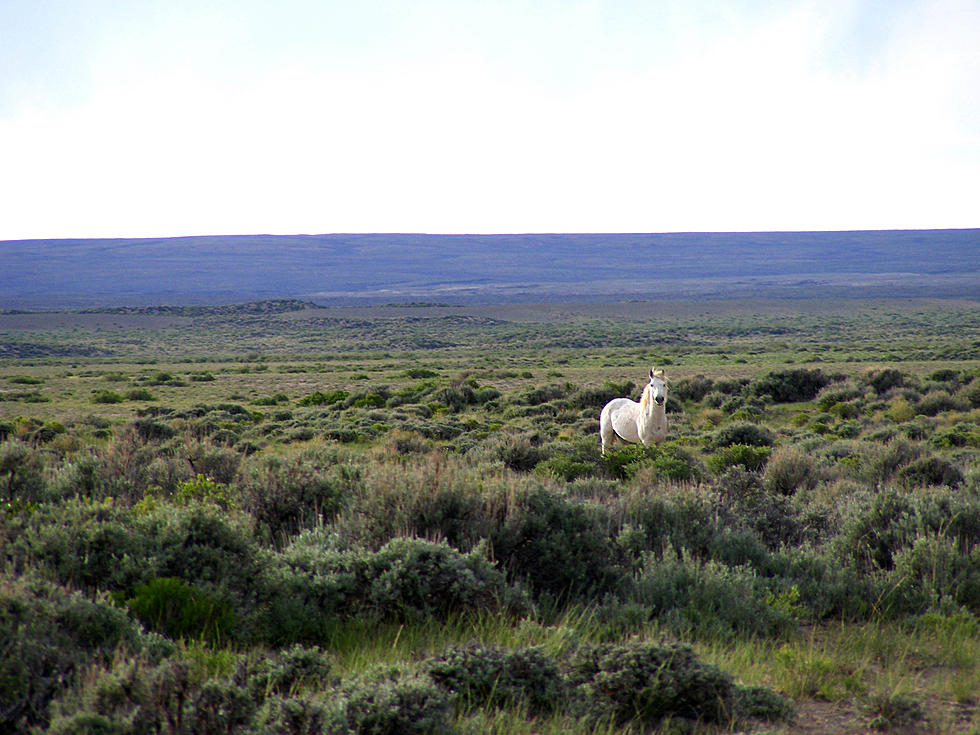 Ecosanctuaries Proposed As Option For Wild Horses
