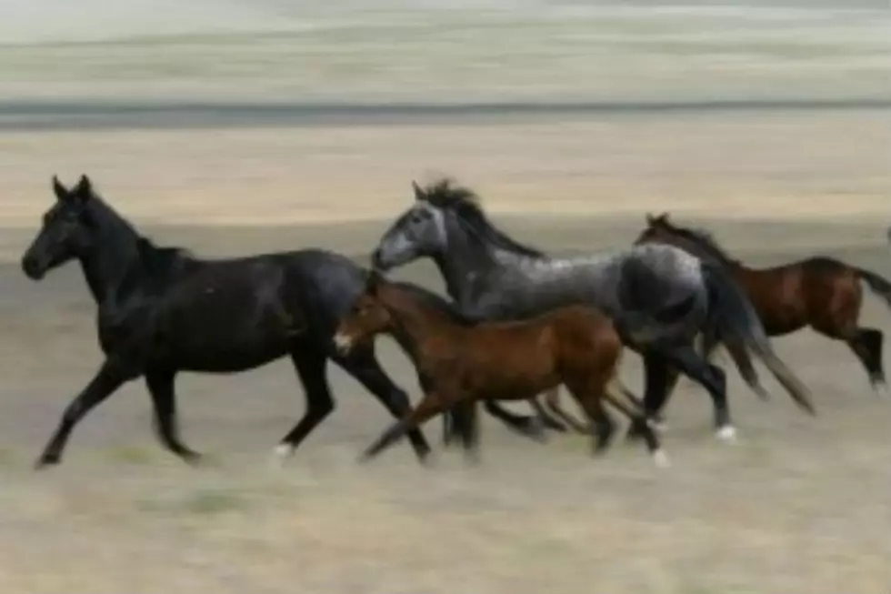 Wyoming Wild Horse Roundup Halted