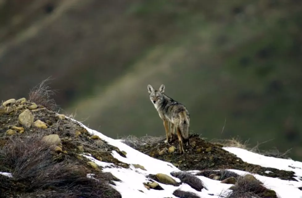 Natrona County Coyote Bounty Program Introduced