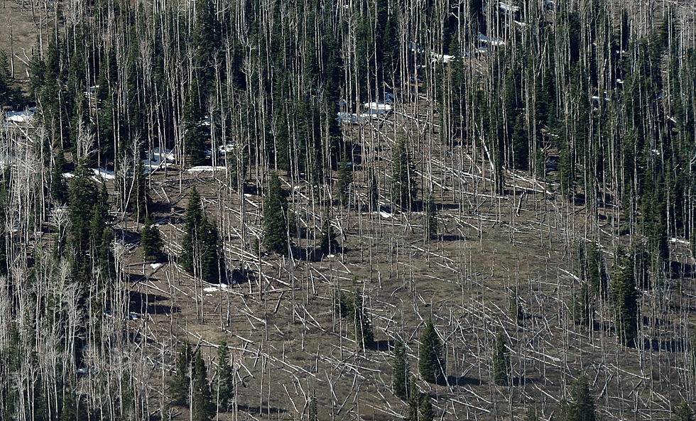 Firms Win Contracts To Thin Forests In Wyo., Colo.