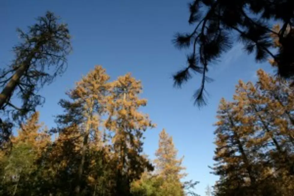 Black Hills National Forest Unveils Beetle Plan
