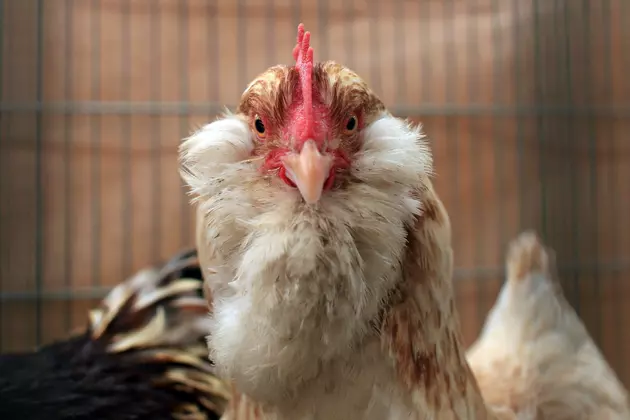 Wyoming Legislature To Consider Chicken Freedom Act