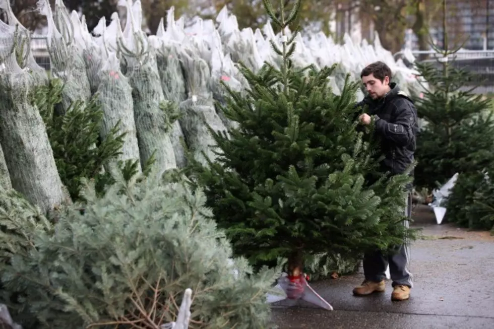 Current Christmas Trees Weather Drought, But Seedlings Take It Hard