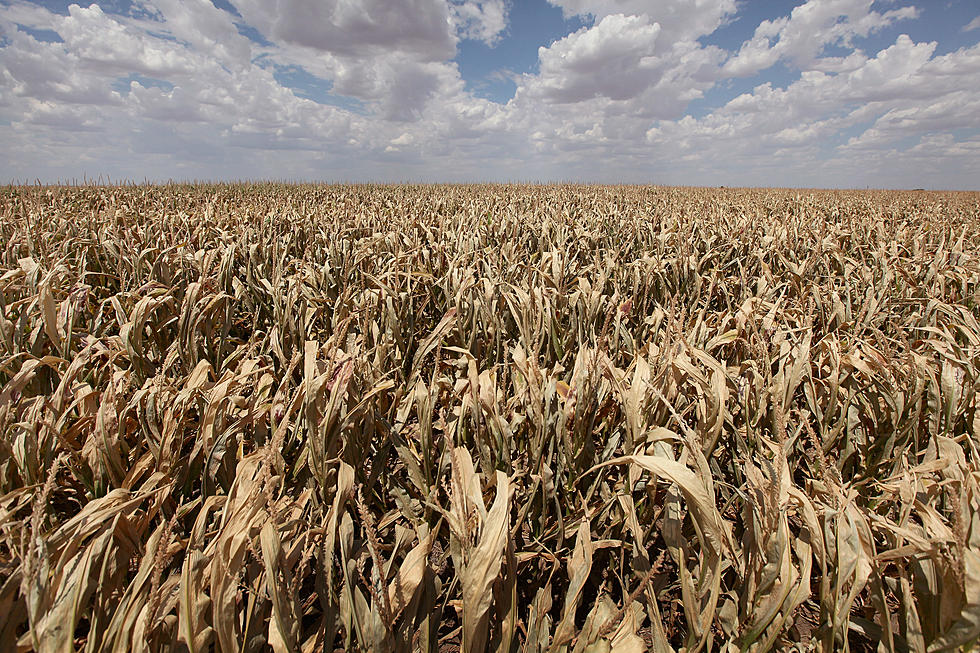 Forecast for Spring: Persistent Drought Worsens for Much of U.S.
