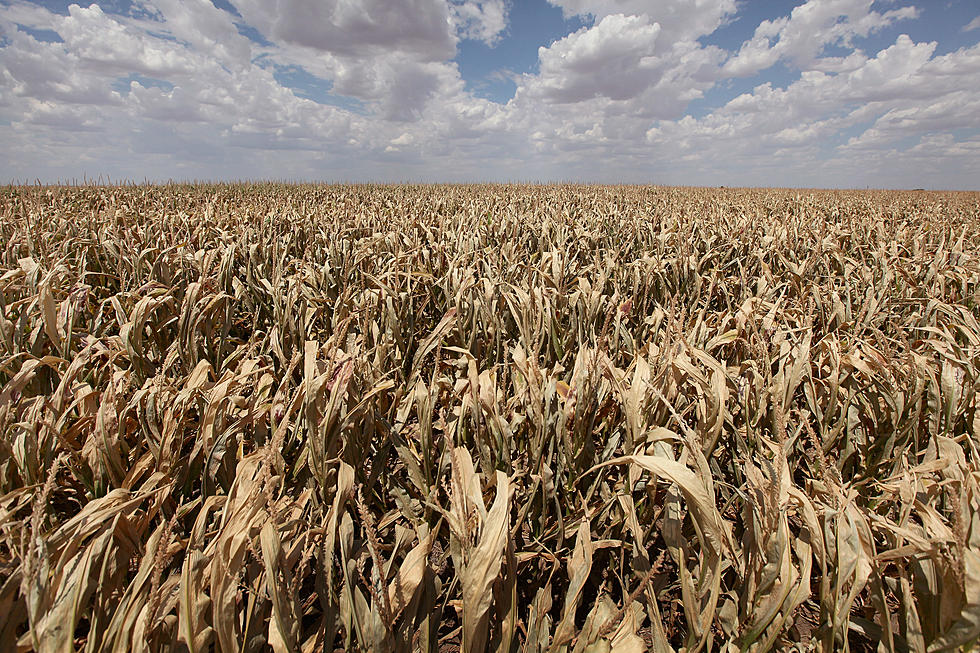 2012 Was The Driest, Warmest On Record In Wyoming