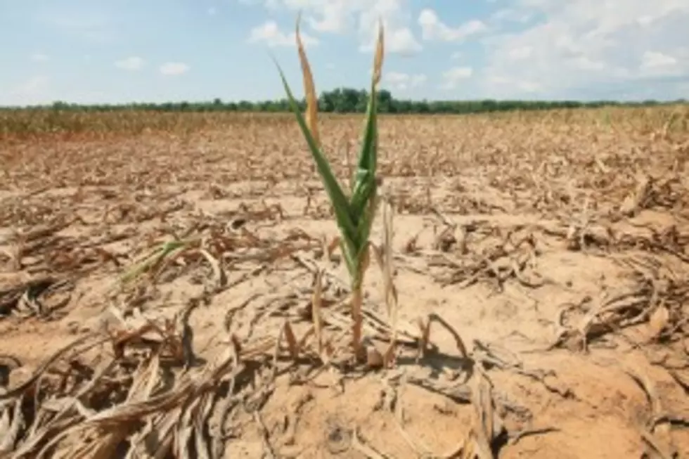 USDA&#8217;s Crop Report For 2012 Shows Drought Impact