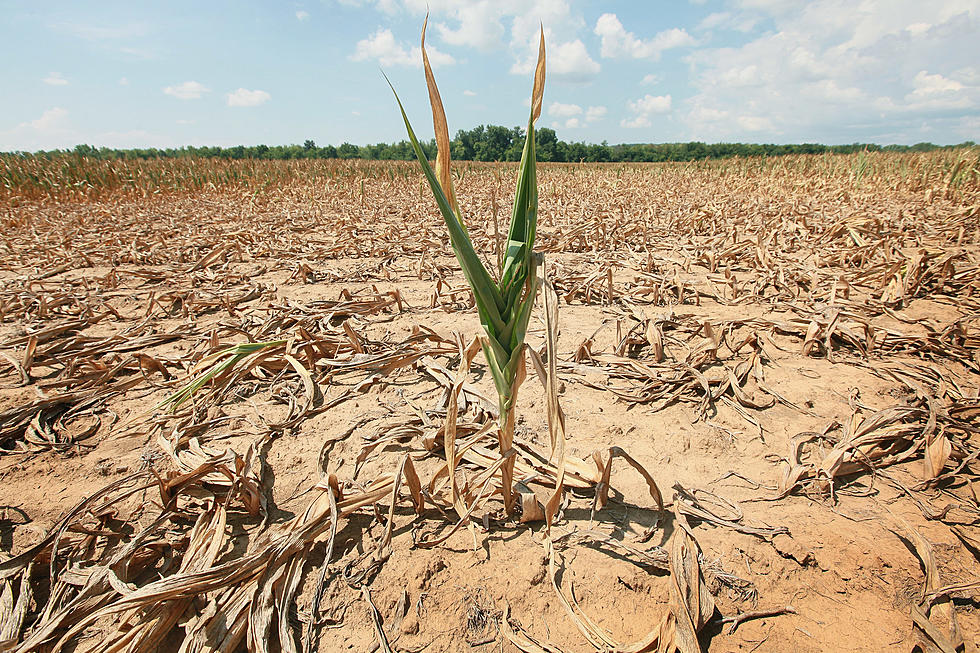 USDA’s Crop Report For 2012 Shows Drought Impact