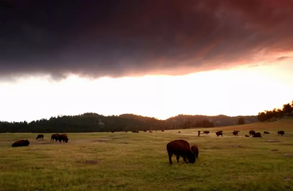 Wyoming State Parks Plans To Sell Bison