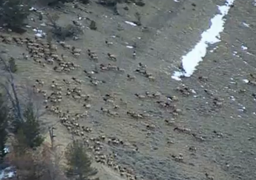 Thousands Of Elk In 24 Seconds [VIDEO]