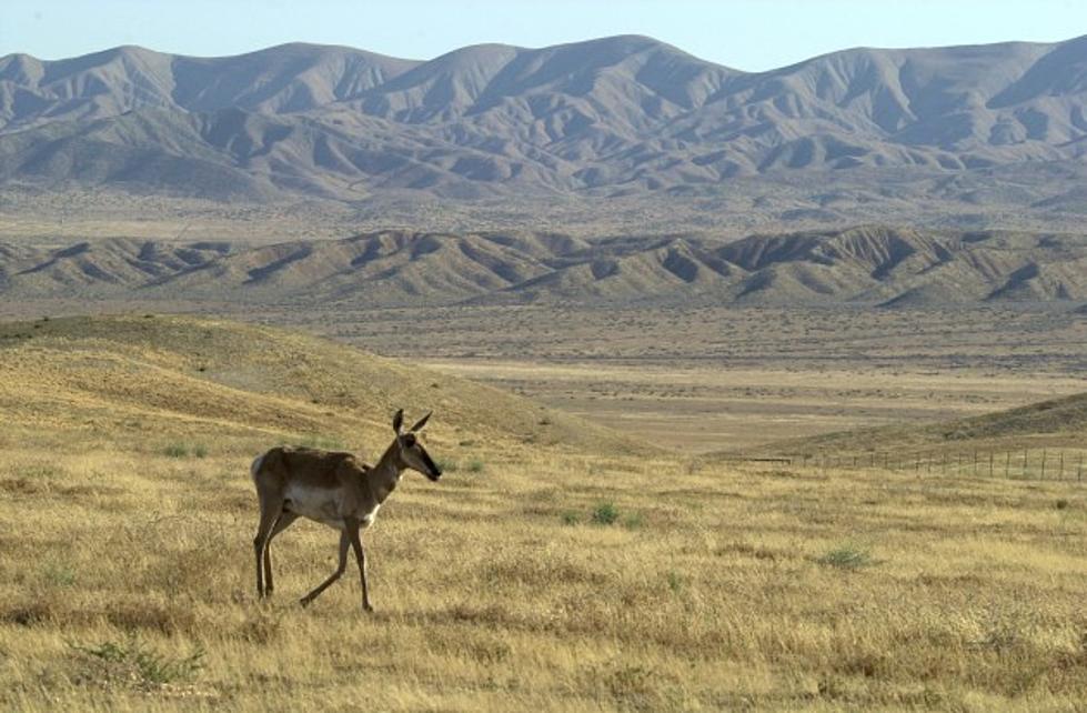 Wyoming Governor Orders Migration Corridor Conservation