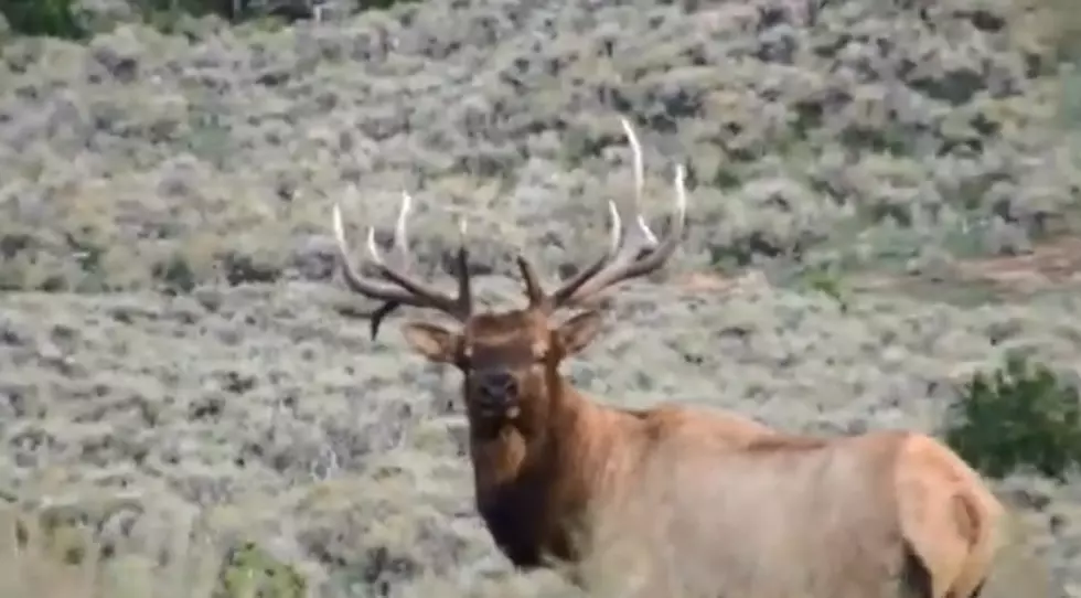 Elk Are Bugling And Active In Wyoming [VIDEO]