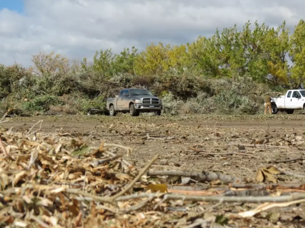 City Offering Free Wood Chips as Cleanup Operation Continues