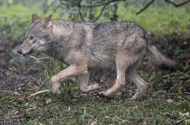 Wyoming Wolf Population Boom