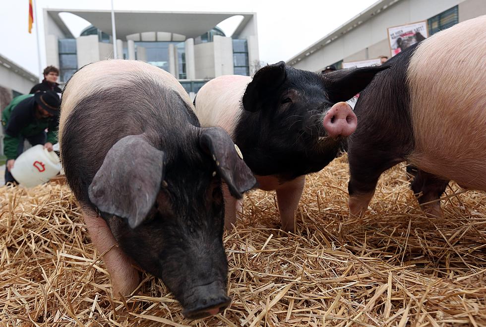 Casper College Hosts Sheep And Pig Sale