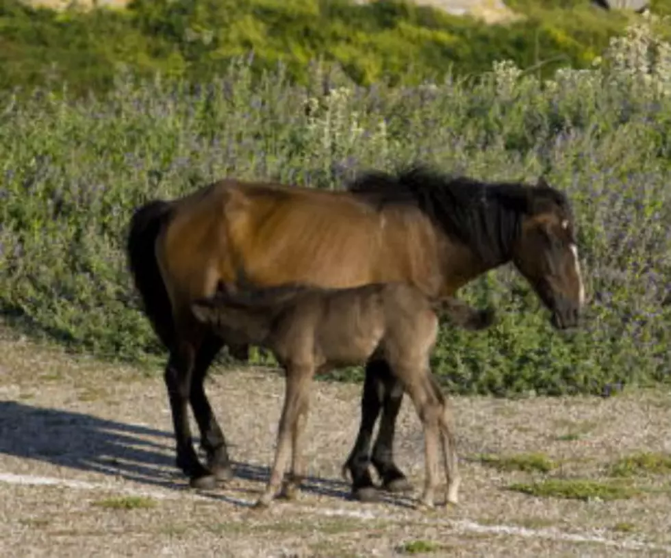 BLM Invites Ideas on Horse Control