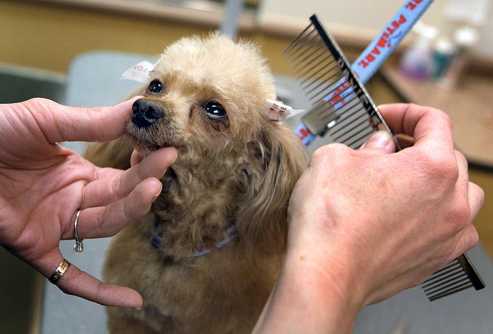 10 Hilarious Reasons Why A Dogs Haircut Costs More Than Mine