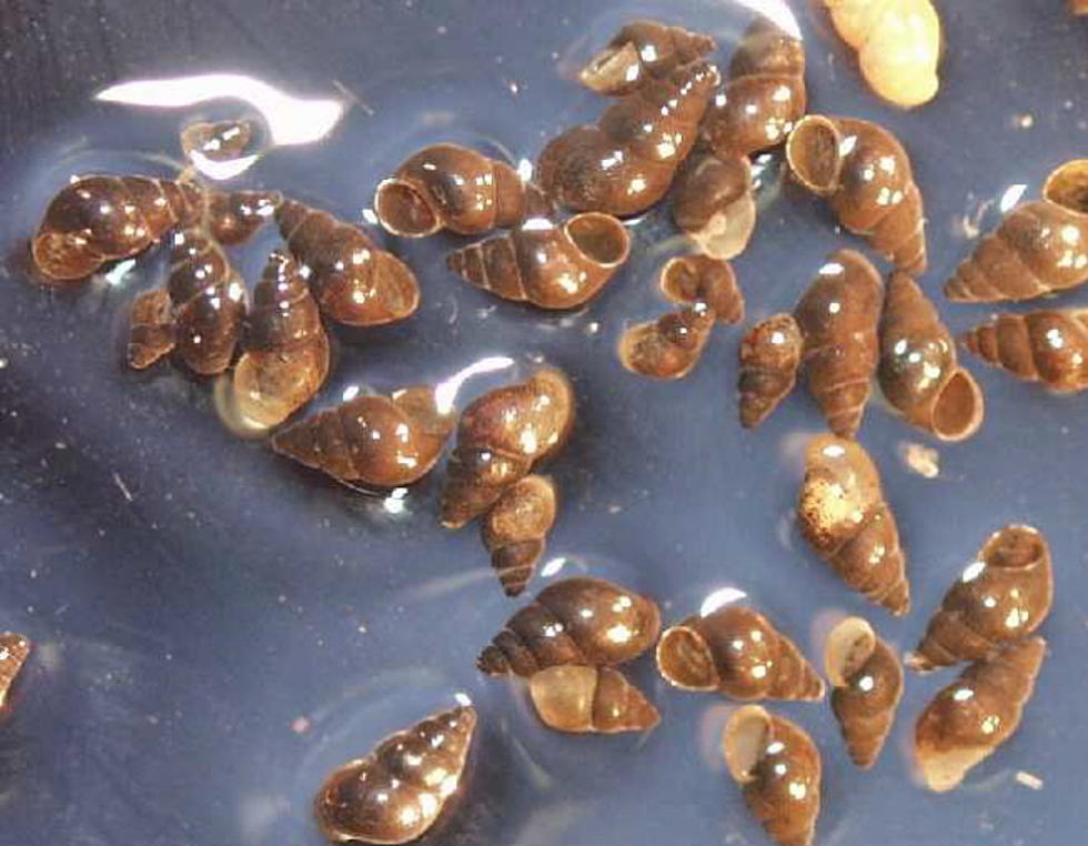 Game And Fish Finds Invasive Mudsnails In Wyoming Lake