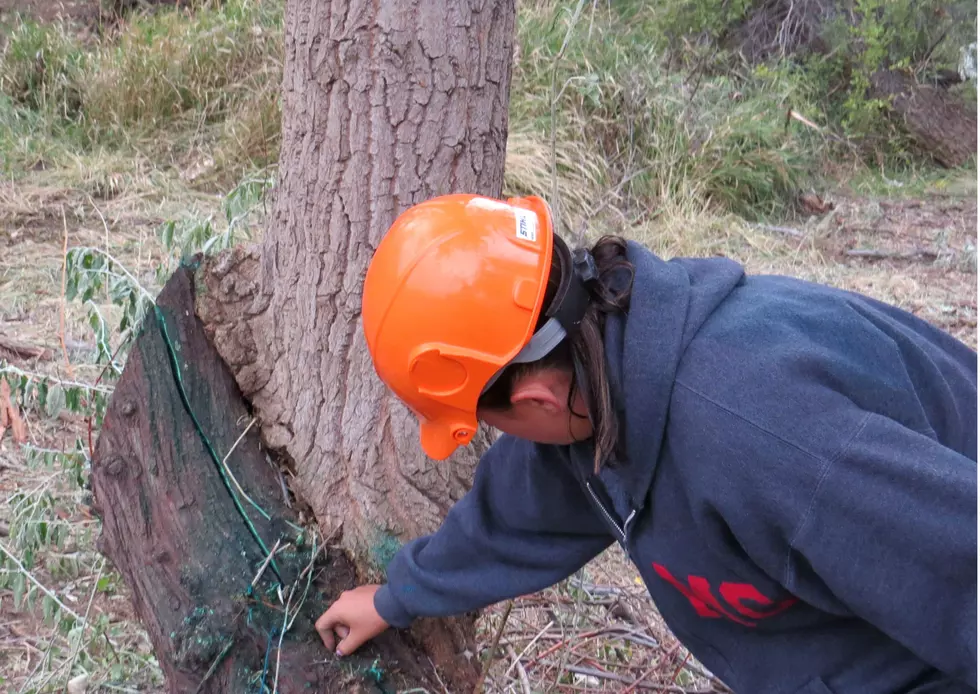 Reviving the River Bank in Morad Park; Crews Remove Invasive Russian Olive Trees