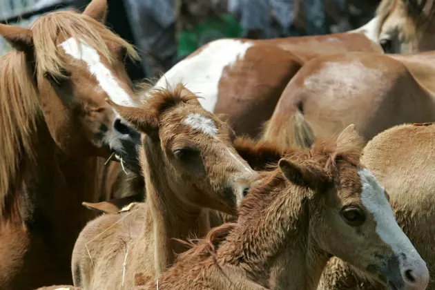 7 Horses Starved to Death Near Cody