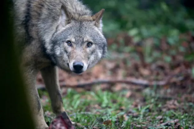 Senate Committee Votes to Delist Wolf in Wyoming