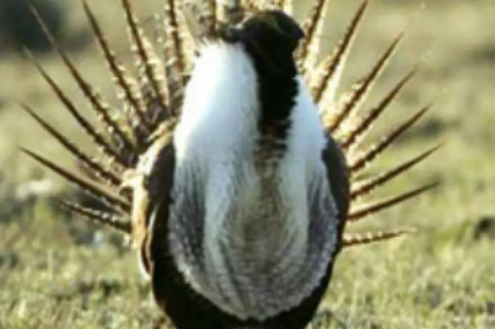 WVP Protests No Sage Grouse Protection in New Budget