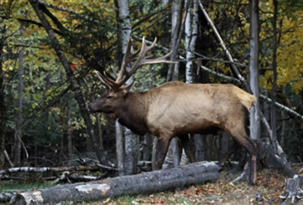 Elk Staying Closer to Jackson
