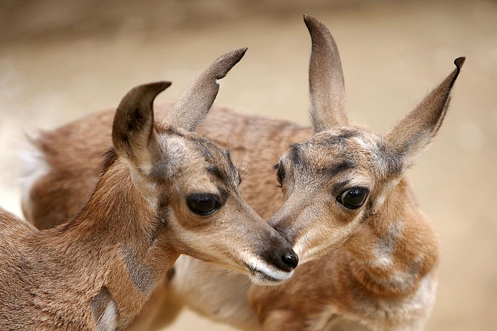 Survey Says Increase Mule Deer And Antelope Fawn Populations