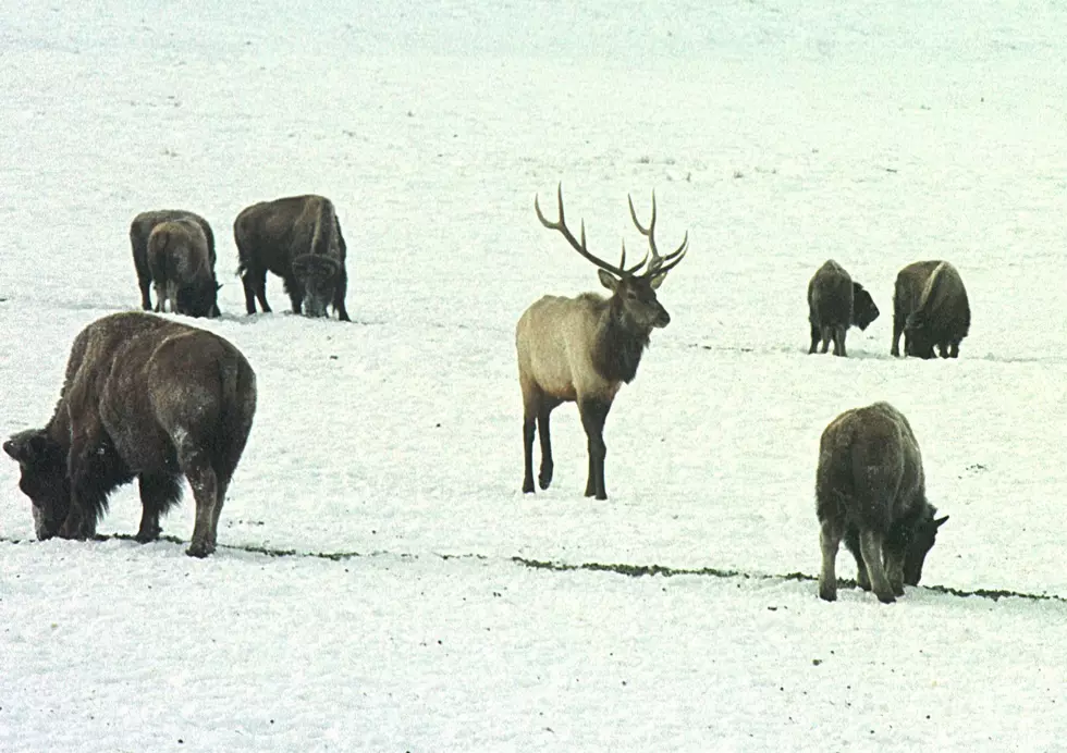 Officials Report Refuge Elk Are Faring Well in Mild Winter