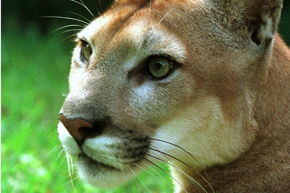 Mountain Lion Spotted In Eastern Natrona County