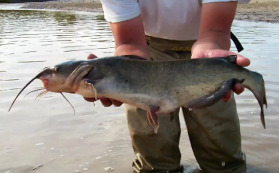 Casper Waters Get Channel Catfish