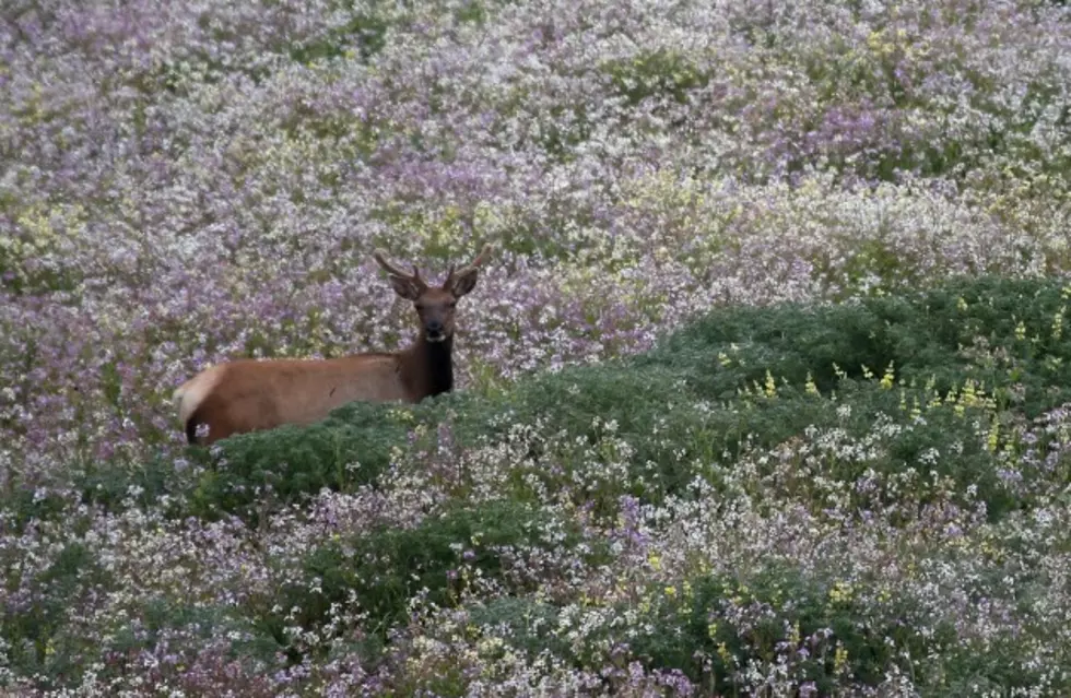 Deadline To Apply For Elk Deer And Antelope Tags, June 1st