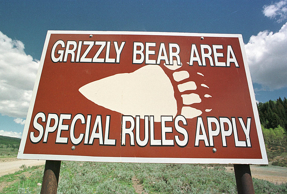 Hunters Reminded To Use Caution When In Grizzly Bear Country