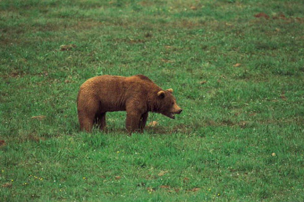 Grizzlies are Out in Grand Teton National Park